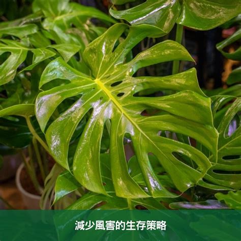 龜背芋 葉子垂|龜背芋垂葉的原因與解決指南 – 植物盆栽綠寶典